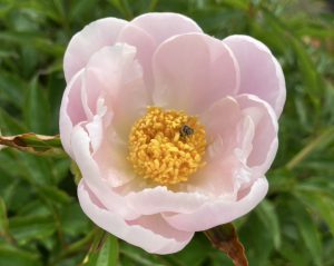 芍薬の花