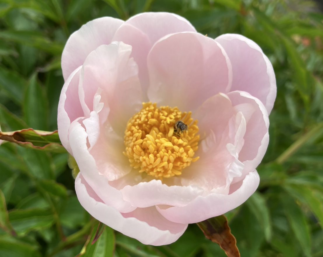 大峰堂薬品工業の農園で育った芍薬の花です。