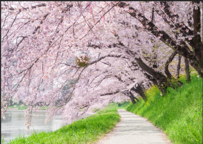 桜並木