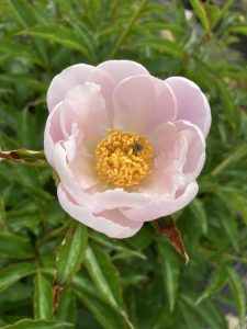 芍薬の花